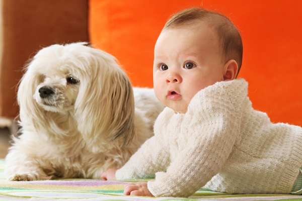 Bọ ve g&acirc;y nhiều bệnh nguy hiểm tr&ecirc;n người như s&ocirc;t, vi&ecirc;m m&agrave;ng n&atilde;o ...