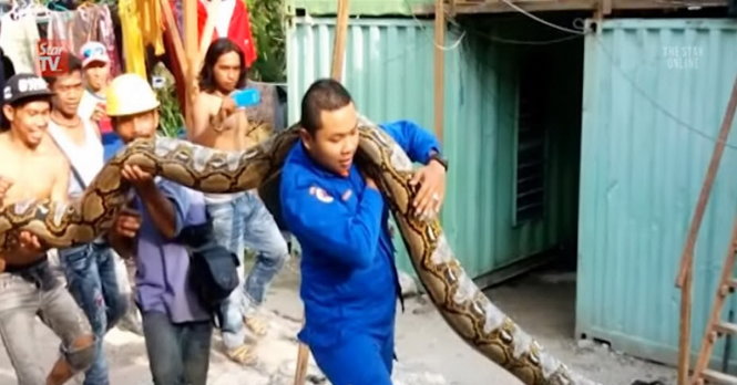 Con trăn khổng lồ do c&aacute;c c&ocirc;ng nh&acirc;n x&acirc;y dựng ph&aacute;t hiện ở Malaysia ng&agrave;y 7/4
