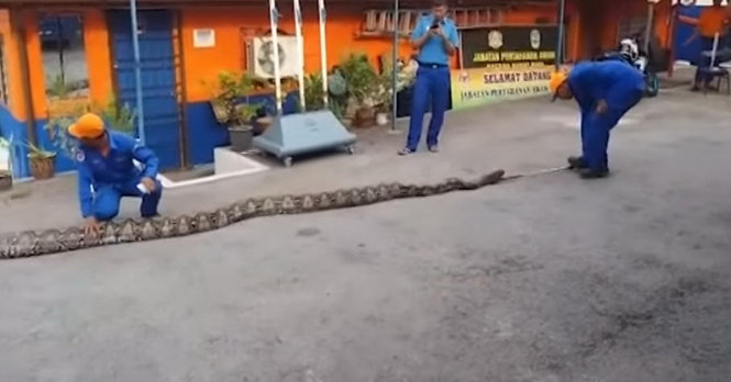 Nếu con trăn vừa bị ph&aacute;t hiện ở Malaysia thực sự d&agrave;i 8 m&eacute;t th&igrave; đ&acirc;y sẽ l&agrave; con trăn khổng lồ d&agrave;i nhất thế giới hiện nay