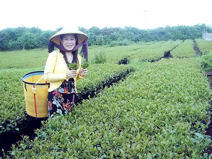 Chân dung bà Hà Linh, giám đốc Công ty trà Oolong Hà Linh Chân dung bà Hà Linh, giám đốc Công ty trà Oolong Hà Linh