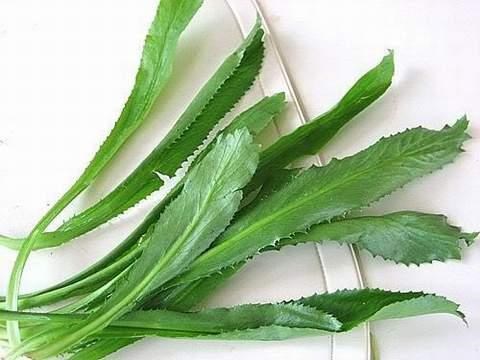 Rau m&ugrave;i c&oacute; t&aacute;c dụng trị mụn được c&aacute;c b&aacute;c sĩ trong 13Win19 ưu đãi hấp dẫn gia đ&igrave;nh khuy&ecirc;n d&ugrave;ng
