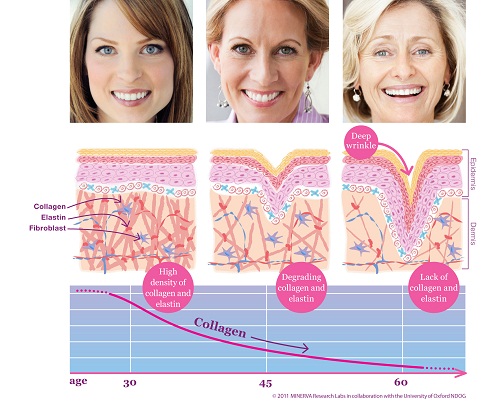 collagen v&agrave; elastin trong cơ thể 