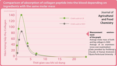 collagen v&agrave; elastin trong cơ thể 
