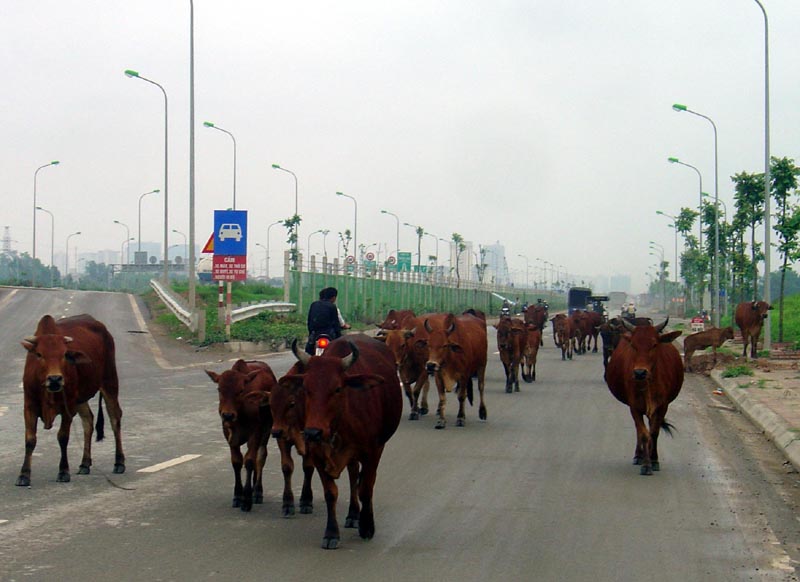 Kh&ocirc;ng chỉ đề nghị 'lột lon' CSGT nhận hối lộ, l&atilde;nh đạo TP Đ&agrave; Nẵng c&ograve;n y&ecirc;u cầu x&acirc;y 'trại tạm giam' cho b&ograve; thả r&ocirc;ng