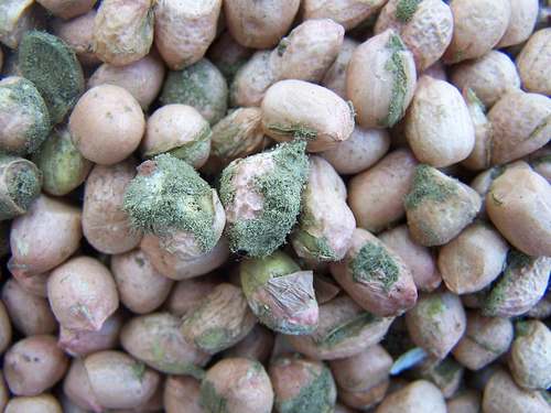 Những 13Win OKVIP Cá cược bóng đá bị nấm mốc dễ nhiễm vi nấm Aflatoxin. Ảnh minh họa