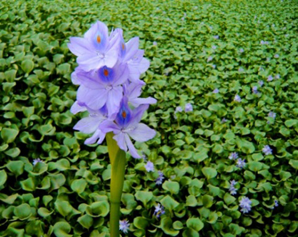 Lục B&igrave;nh c&oacute; hoa l&agrave; dạng ch&ugrave;m. 