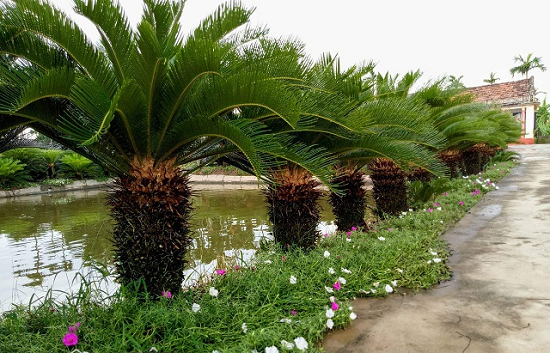  C&acirc;y vạn tuế chỉ n&ecirc;n trồng ở khu vực b&ecirc;n ngo&agrave;i, tho&aacute;ng đ&atilde;ng. Ảnh minh họa