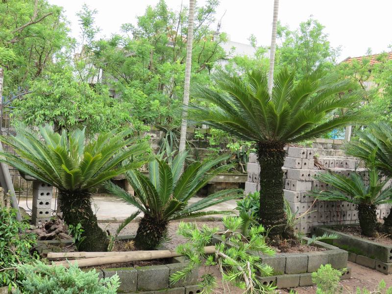  C&acirc;y vạn tuế được trồng l&agrave;m cảnh. Ảnh minh họa
