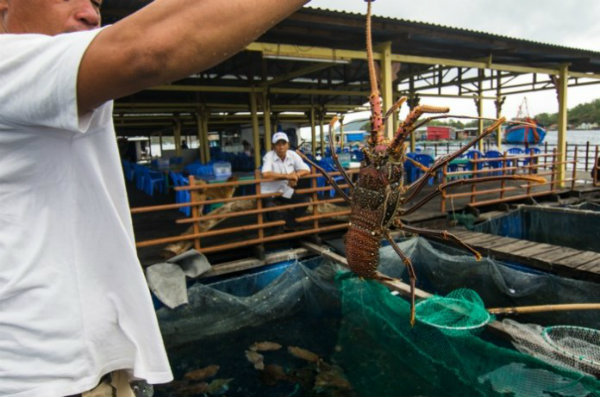 6. Nổi tiếng với phong cách ẩm thực tinh tế: Việt Nam không chỉ nổi tiếng trên thế giới với món phở hay nem, các món ăn khác cũng rất ấn tượng với hương vị đặc sắc và đa dạng, được thay đổi theo từng mùa và ở từng vùng khác nhau. Ở những vùng biển như Nha Trang, Đà Nẵng, Vũng Tàu bạn sẽ dễ dàng tìm thấy các món hải sản tươi sống, được đánh bắt vào buổi sáng và được phục vụ với giá rất phải chăng.
