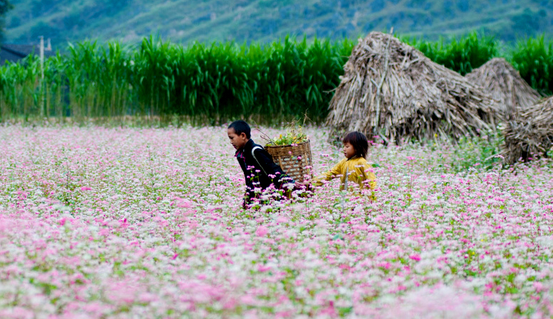 Bạn c&oacute; thể du lịch M&ugrave; Cang Chải theo c&aacute;c tour du lịch hoặc đi phượt bằng xe m&aacute;y.
