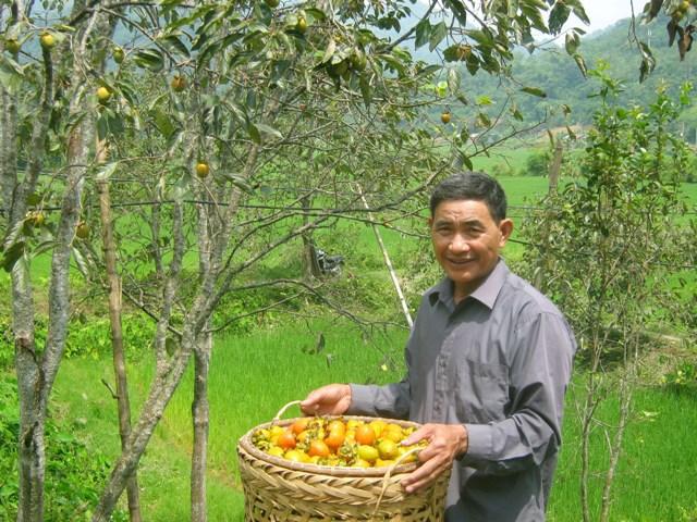 Những địa điểm trồng hồng gi&ograve;n nhiều nhất nước ta