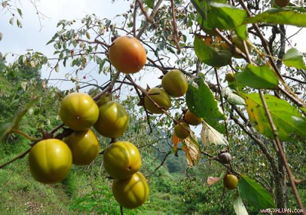 Những địa điểm trồng hồng gi&ograve;n nhiều nhất nước ta