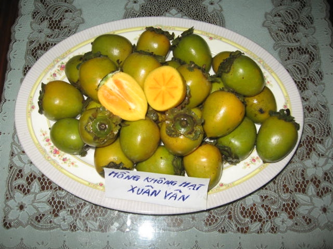 Những địa điểm trồng hồng gi&ograve;n nhiều nhất nước ta