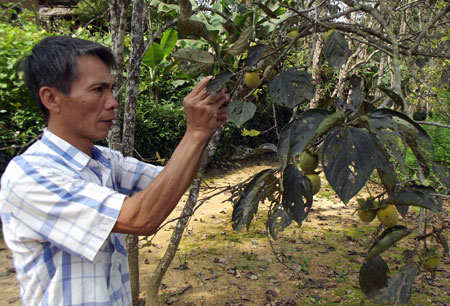Những địa điểm trồng hồng gi&ograve;n nhiều nhất nước ta