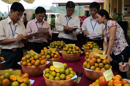 Những địa điểm trồng hồng gi&ograve;n nhiều nhất nước ta