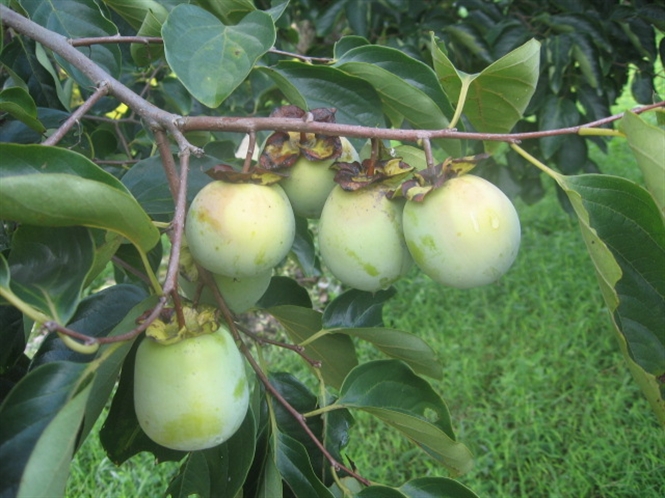 Kỹ thuật trồng hồng gi&ograve;n cho năng suất cao