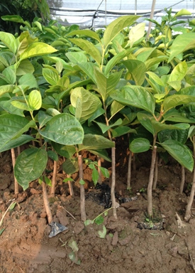 Kỹ thuật trồng hồng gi&ograve;n cho năng suất cao