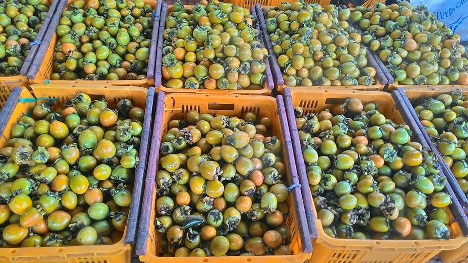 Kỹ thuật trồng hồng gi&ograve;n cho năng suất cao