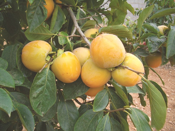 Kỹ thuật trồng hồng gi&ograve;n cho năng suất cao