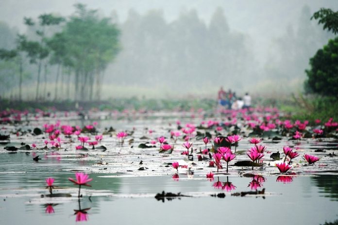 Suối Yến m&ugrave;a hoa s&uacute;ng ở ch&ugrave;a Hương, đừng bỏ lỡ cảnh đẹp n&agrave;y
