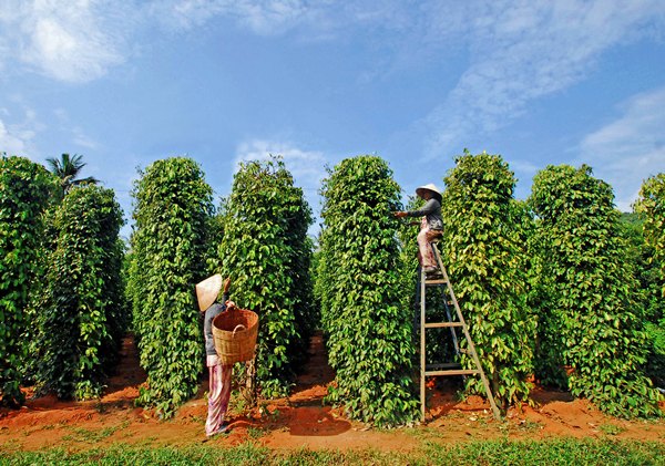 Kinh nghiệm du lịch Ph&uacute; Quốc v&ocirc; c&ugrave;ng l&atilde;ng mạn