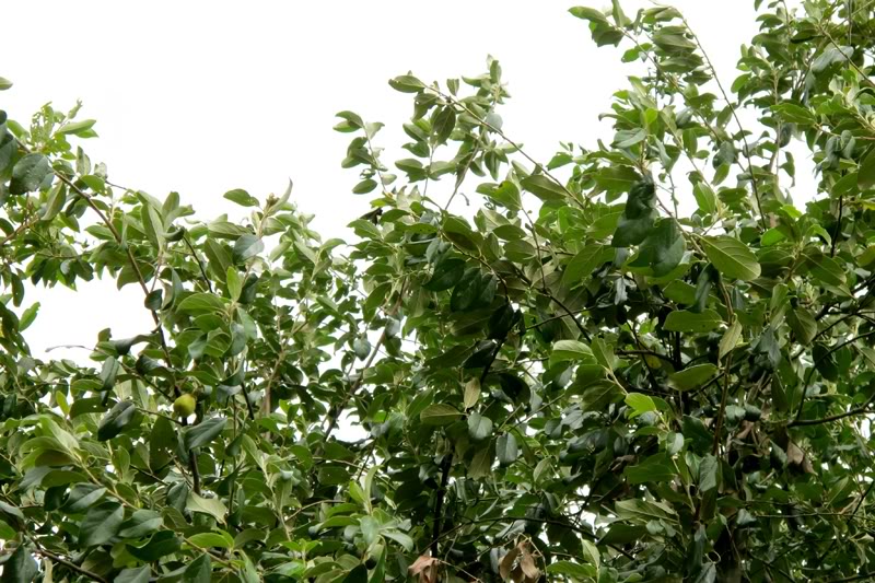 Kỹ thuật trồng t&aacute;o m&egrave;o cho năng suất cao