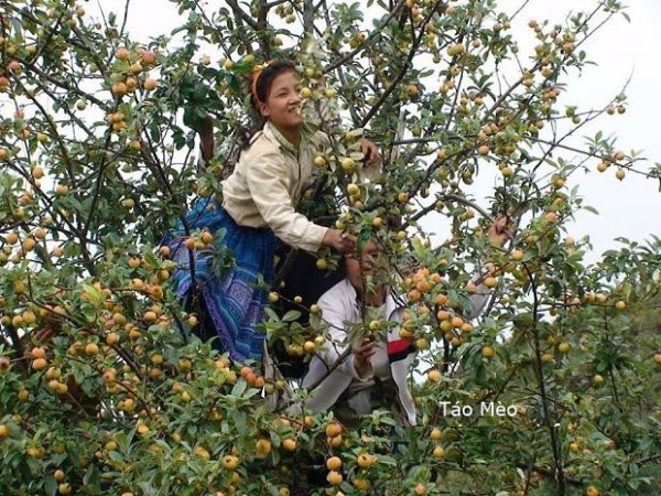 Kỹ thuật trồng t&aacute;o m&egrave;o cho năng suất cao