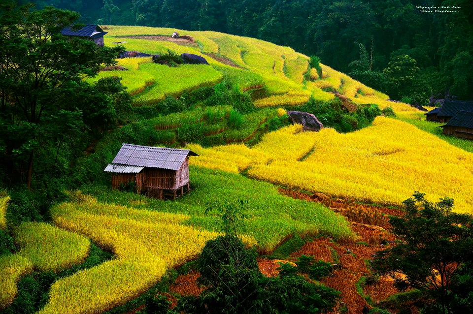Kinh nghiệm du lịch Ho&agrave;ng Su Ph&igrave; hữu &iacute;ch cho c&aacute;c phượt thủ