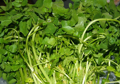 &lsquo;Thực hư&rsquo; cải xoong gi&uacute;p ph&ograve;ng chống ung thư