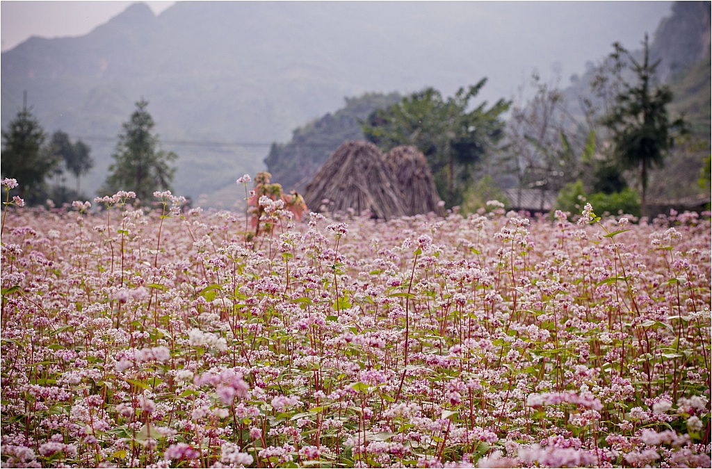 Lễ hội hoa tam gi&aacute;c mạch 2016 c&oacute; những g&igrave;