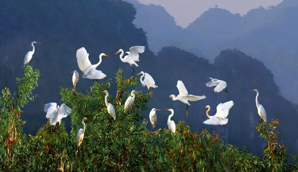 C&oacute; một vườn c&ograve; giữa l&ograve;ng S&agrave;i G&ograve;n đầy thơ mộng