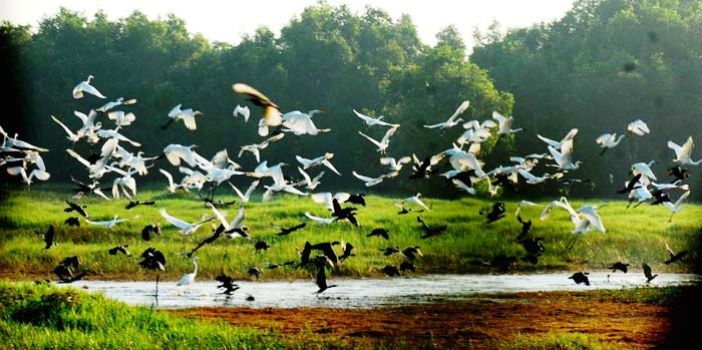 C&oacute; một vườn c&ograve; giữa l&ograve;ng S&agrave;i G&ograve;n đầy thơ mộng