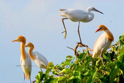 C&oacute; một vườn c&ograve; giữa l&ograve;ng S&agrave;i G&ograve;n đầy thơ mộng