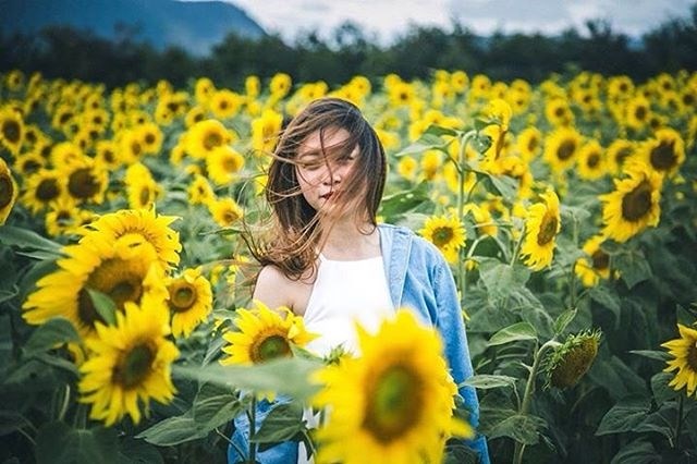 Giới trẻ háo hức với 4 cánh đồng hoa hướng dương tuyệt đẹp