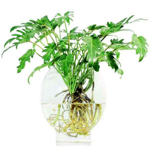 Lựa chọn qu&agrave; tặng ng&agrave;y 20/10 độc đ&aacute;o cho c&ocirc; n&agrave;ng y&ecirc;u thi&ecirc;n nhi&ecirc;n