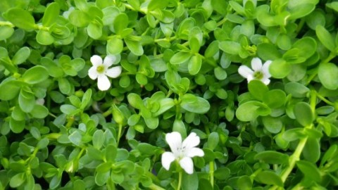 Những loại thảo dược gi&uacute;p hạ đường huyết hiệu quả