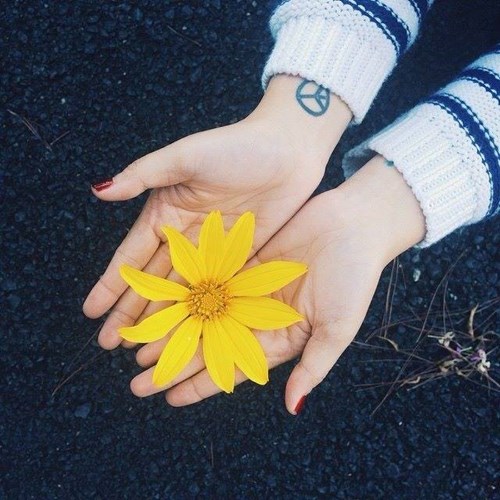 Một m&ugrave;a hoa d&atilde; quỳ ở Ba V&igrave; lại đến