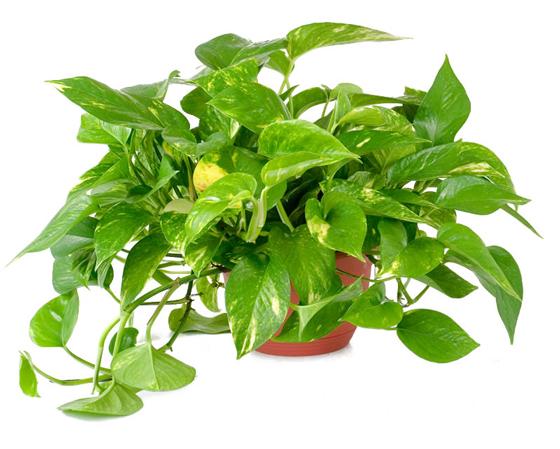 10 loại c&acirc;y trồng trong nh&agrave; tốt cho 13Win19 ưu đãi hấp dẫn bạn n&ecirc;n biết