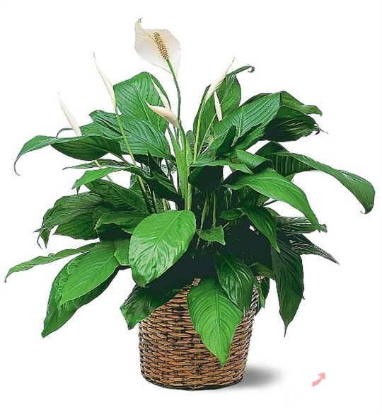 10 loại c&acirc;y trồng trong nh&agrave; tốt cho 13Win19 ưu đãi hấp dẫn bạn n&ecirc;n biết