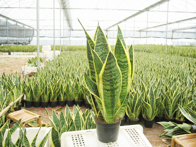 10 loại c&acirc;y trồng trong nh&agrave; tốt cho 13Win19 ưu đãi hấp dẫn bạn n&ecirc;n biết