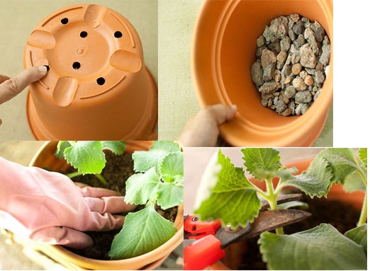 Thật đơn giản để trồng rau gia vị trong nh&agrave;