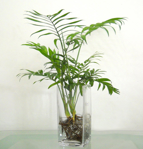 Những loại c&acirc;y trồng trong nước mang &yacute; nghĩa t&agrave;i lộc