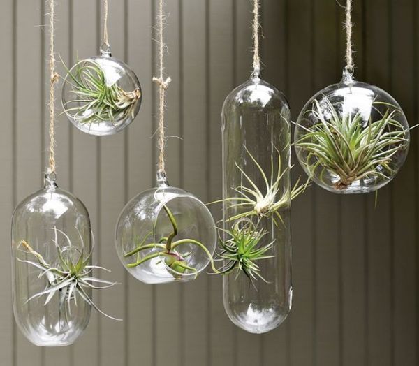 Những loại c&acirc;y trồng trong nước mang &yacute; nghĩa t&agrave;i lộc
