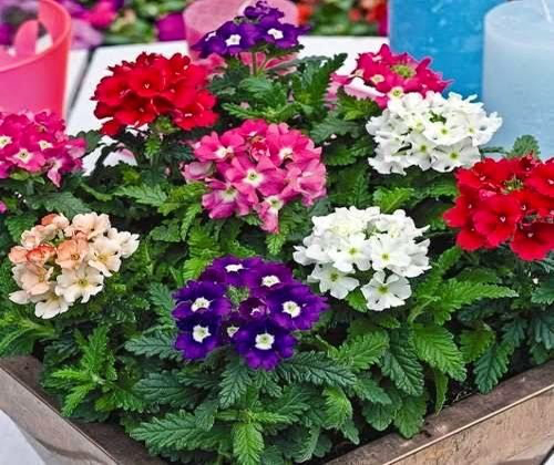 Những loại hoa trồng ở ban c&ocirc;ng ph&ugrave; hợp nhất