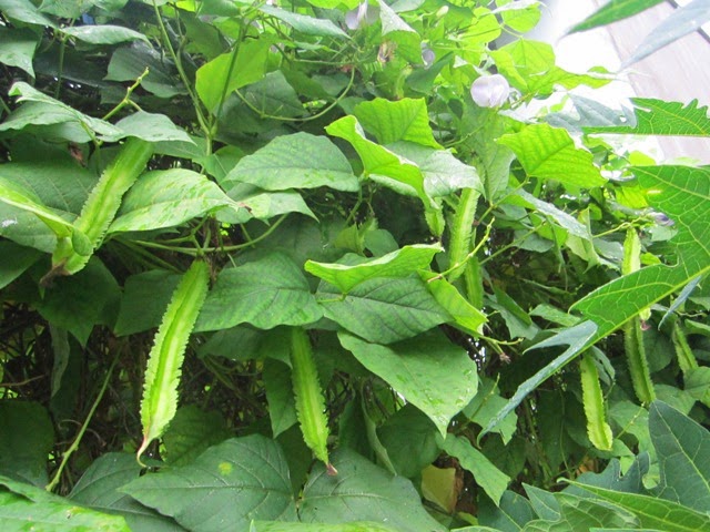 Những loại c&acirc;y leo n&ecirc;n trồng tại nh&agrave;