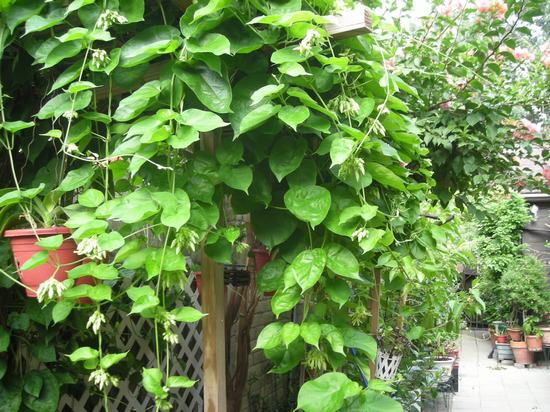 Những loại c&acirc;y leo n&ecirc;n trồng tại nh&agrave;