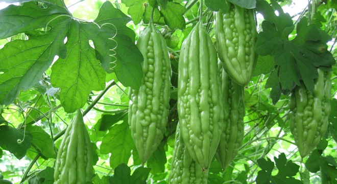 Những loại c&acirc;y leo n&ecirc;n trồng tại nh&agrave;