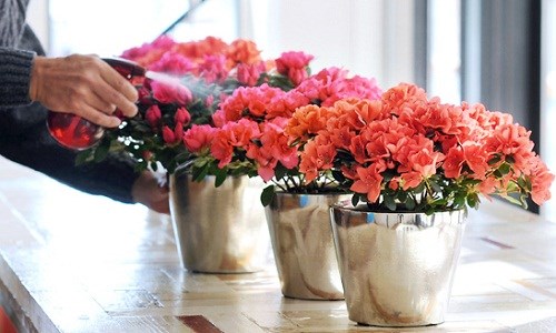 Những loại c&acirc;y cảnh chứa kịch độc m&agrave; trẻ em kh&ocirc;ng thể lại gần