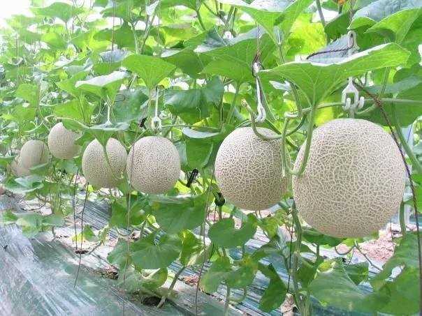 Một số loại rau củ trồng trong vườn nh&agrave; cực xinh