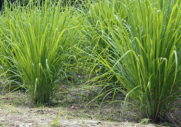 Mẹo khử m&ugrave;i nh&agrave; vệ sinh cực hay chưa đến 5.000 đồng
